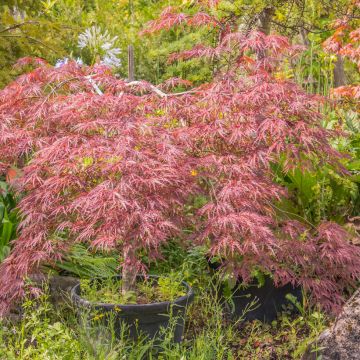 Acer palmatum (amoenum) Red Pygmy 