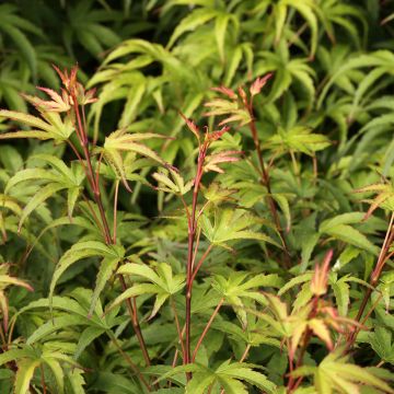 Acer palmatum Sharps Pygmy - Japanese Maple