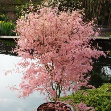 Acer palmatum Taylor - Japanese Maple