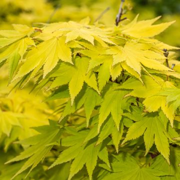 Acer shirasawanum Jordan - Japanese Maple