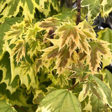 Acer platanoides Drummondii - Maple