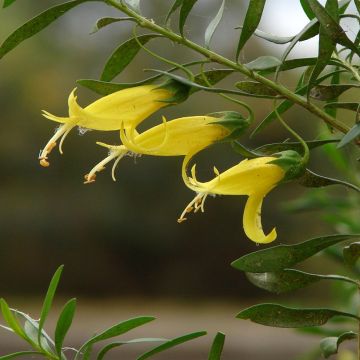 Eremophila maculata Aurea