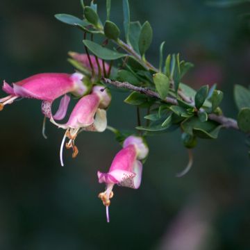 Eremophila maculata - Spotted emu bush