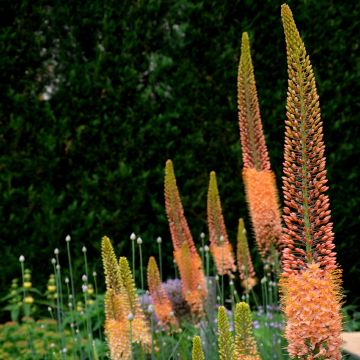 Eremurus isabellinus Cleopatra - Foxtail Lily