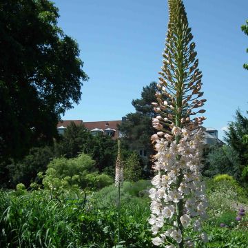 Eremurus Joanna - Foxtail Lily