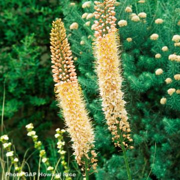 Eremurus stenophyllus Moneymaker - Foxtail Lily