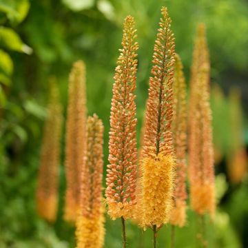 Eremurus isabellinus Pinokkio - Foxtail Lily