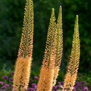 Eremurus stenophyllus Moneymaker - Foxtail Lily