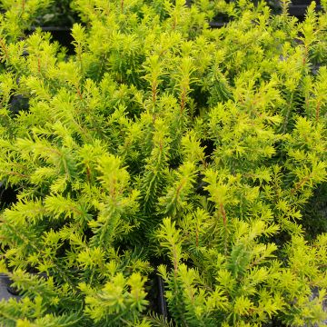 Erica manipuliflora 'Valerie Griffiths'