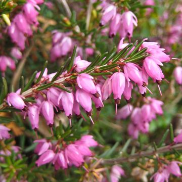 Erica carnea Springwood Pink