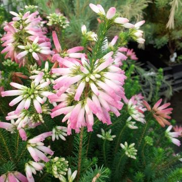 Erica verticillata - Cape Heath