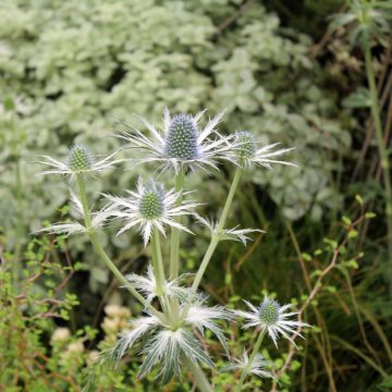 Eryngium zabelii Jos Eijking