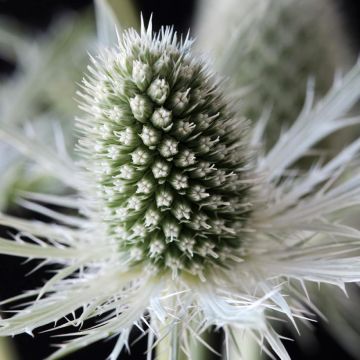 Eryngium planum Magical White Lagoon - Eryngium planum White Glitter seeds - Flat Sea Holly