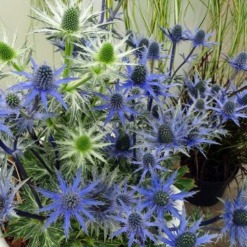 Eryngium zabelii Big Blue