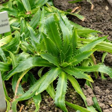 Eryngium agavifolium