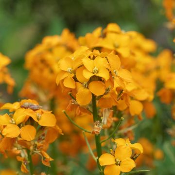 Erysimum allionii Zwerg Mango - Wallflower