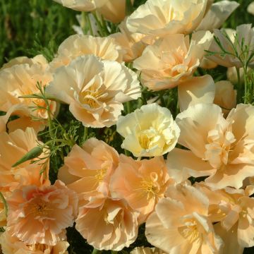 California Poppy Peach Sorbet - Eschscholzia californica seeds