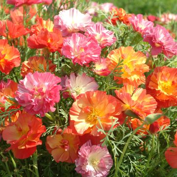 Graines de Pavot de Californie Jelly Beans - Eschscholzia californica