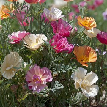 Seeds of California Poppy 'Apricot Flambeau' - Eschscholzia californica