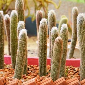 Espostoa churinensis - Cactus 