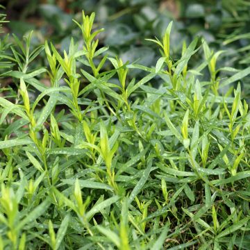 Russian Tarragon - Artemisia redowksi