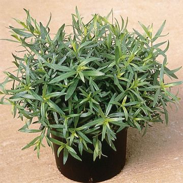 Organic True Tarragon plants - Artemisia dracunculus