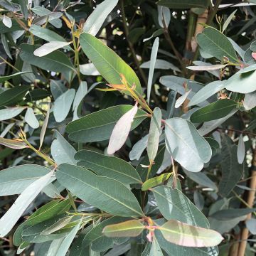 Eucalyptus camaldulensis Rostrata