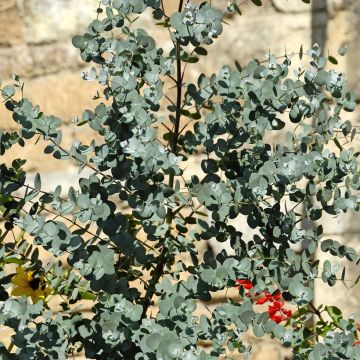 Eucalyptus gunnii - Cider gum