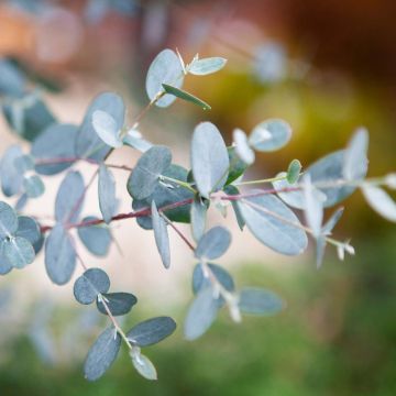 Eucalyptus gunnii Silverana