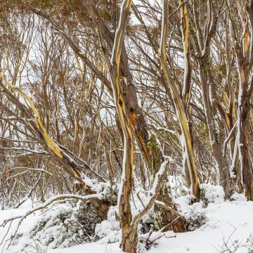 Eucalyptus pauciflora subsp. debeuzevillei Mt Selwyn - Jounama snow gum