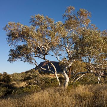 Eucalyptus pauciflora subsp. hedraia Falls Creek