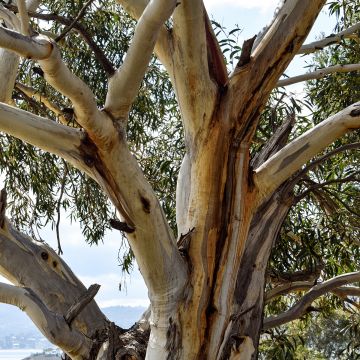Eucalyptus pauciflora subsp. niphophila Mt Bogong