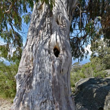 Eucalyptus pauciflora subsp. pauciflora Buffalo