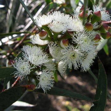 Eucalyptus gregsoniana ou pauciflora Nana - Gommier des neiges