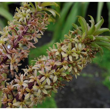 Eucomis pallidiflora subsp. pole-evansii - Pineapple flower