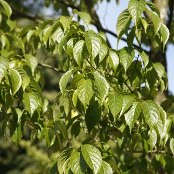 Eucommia ulmoides - Hardy Rubber Tree