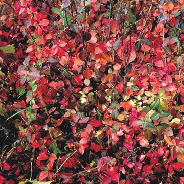 Euonymus fortunei Coloratus - Spindle