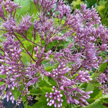 Eupatorium dubium Baby Joe