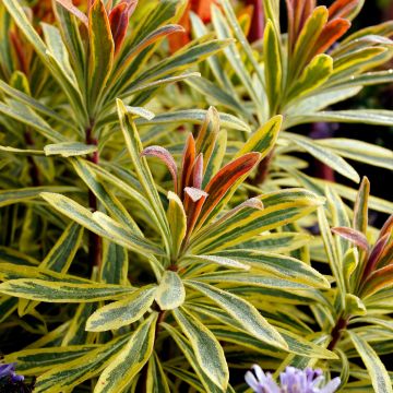 Euphorbia martinii Ascot Rainbow - Spurge