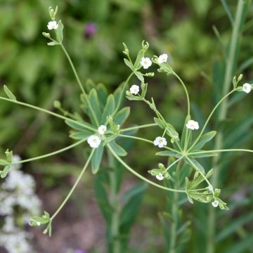 Euphorbe, Euphorbia corollata
