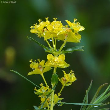 Euphorbia pseudovirgata - Spurge
