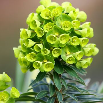 Euphorbia pseudovirgata Redwing Charam - Spurge