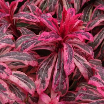 Euphorbia amygdaloïdes Frosted Flame - Spurge