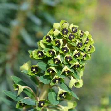 Euphorbia characias Black Pearl - Spurge
