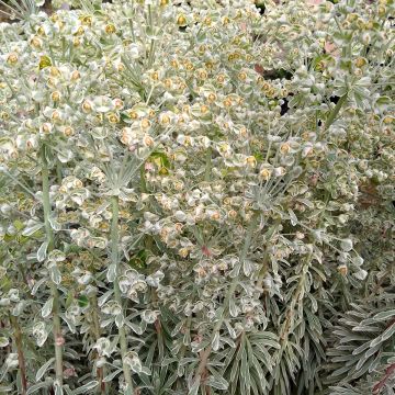 Euphorbia characias Wilcott - Spurge
