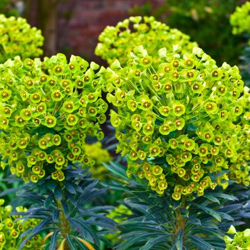 Euphorbe, Euphorbia characias ssp. wulfenii