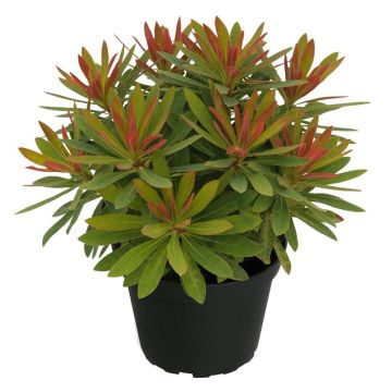 Euphorbia hybrida Medea - Spurge