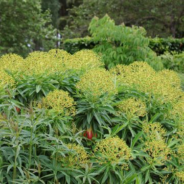Euphorbia mellifera - Spurge
