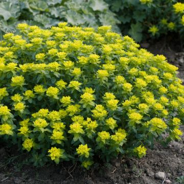 Euphorbia polychroma Candy - Spurge