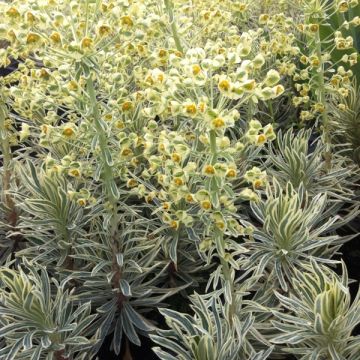Euphorbia characias Emmer Green - Spurge